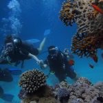 Coral India Finance news